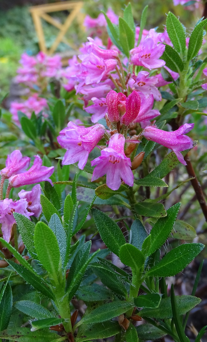 R. hirsutum